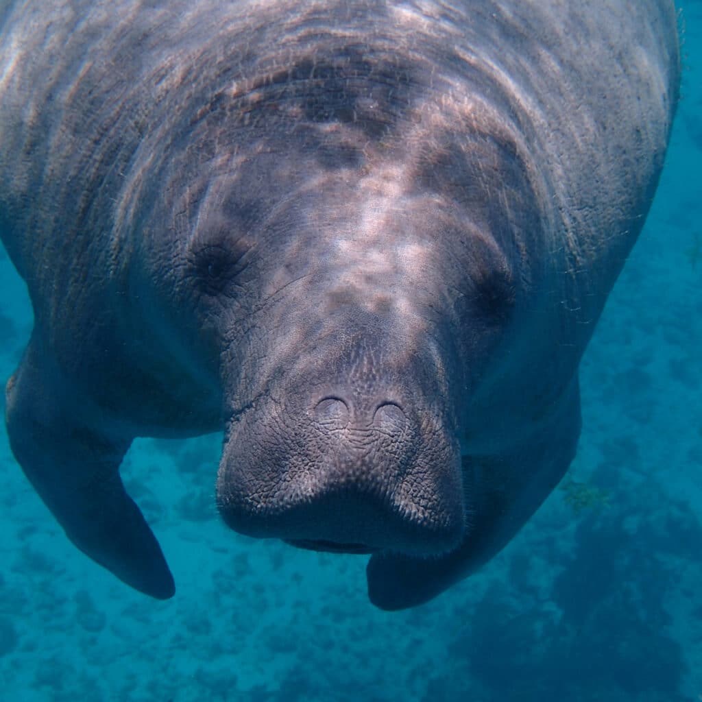 A close-up underwater image of a manatee swimming in clear blue water.