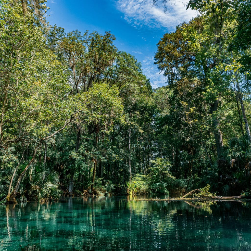 A lush forest scene in Hernando County, FL, with a clear, reflective river under a bright blue sky.