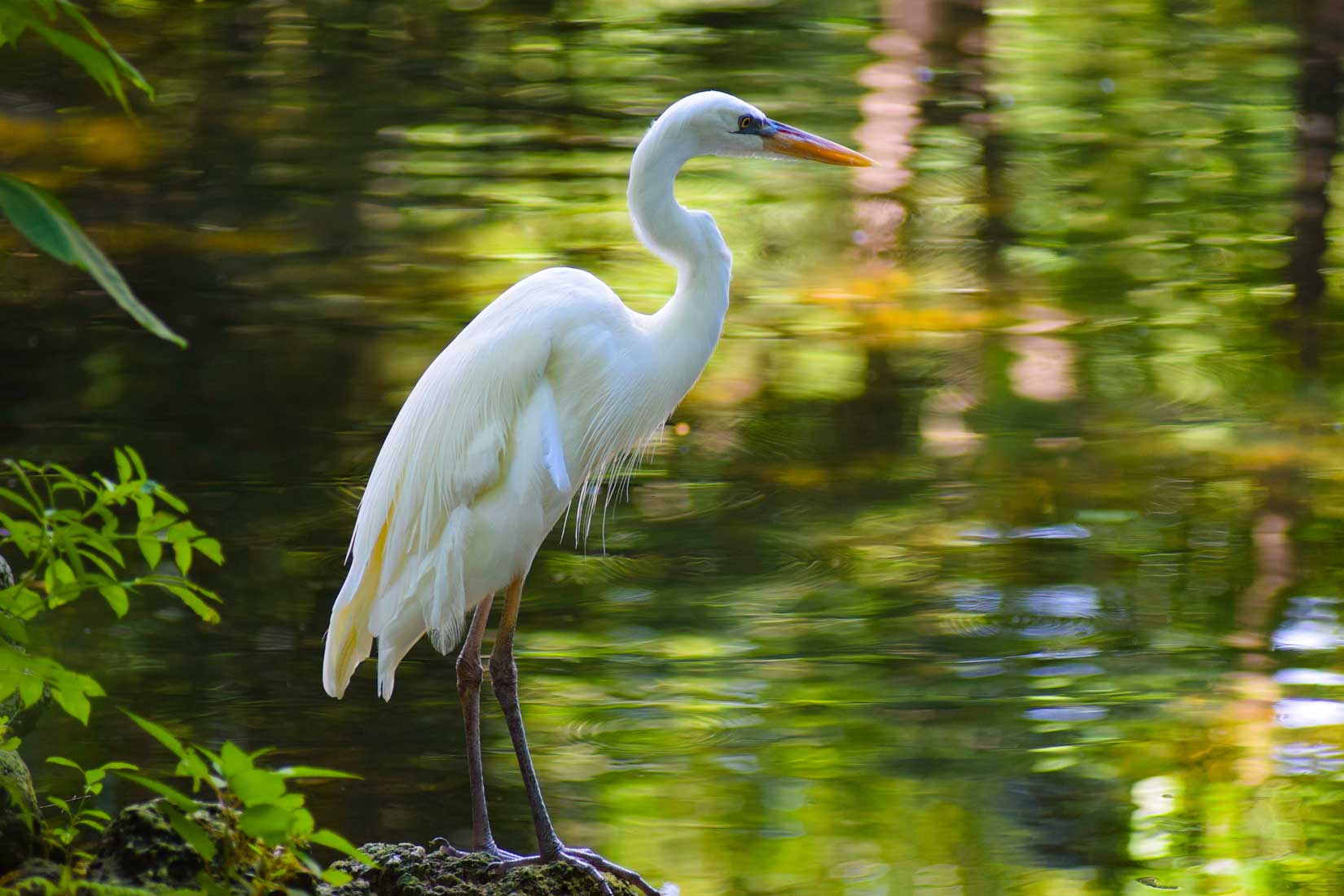 Photo of a white heron on the bank of a body of water in Citrus County, Florida