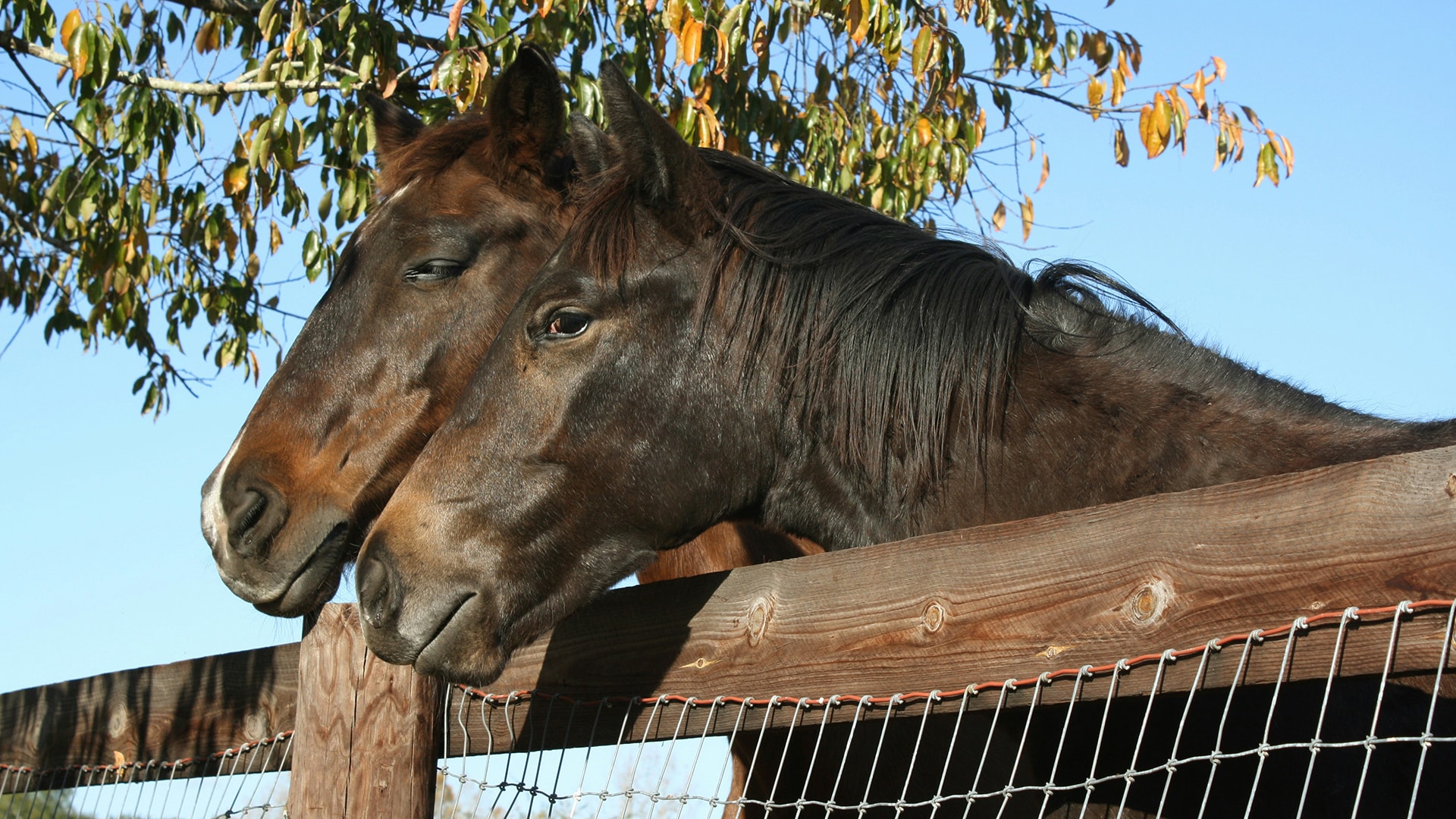 Two brown horses leaning over a wooden fence, looking back at the photographer on a horse ranch in Ocala, FL.