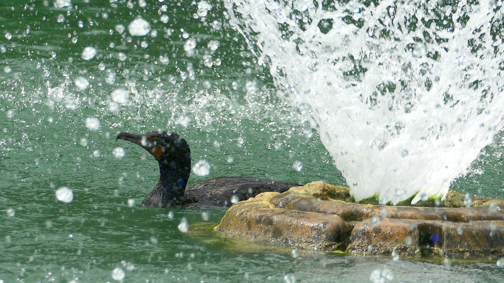 "A cormorant enjoys the fresh spray of a water fountain, highlighting the natural beauty and biodiversity of Shalom Park in Ocala, FL."