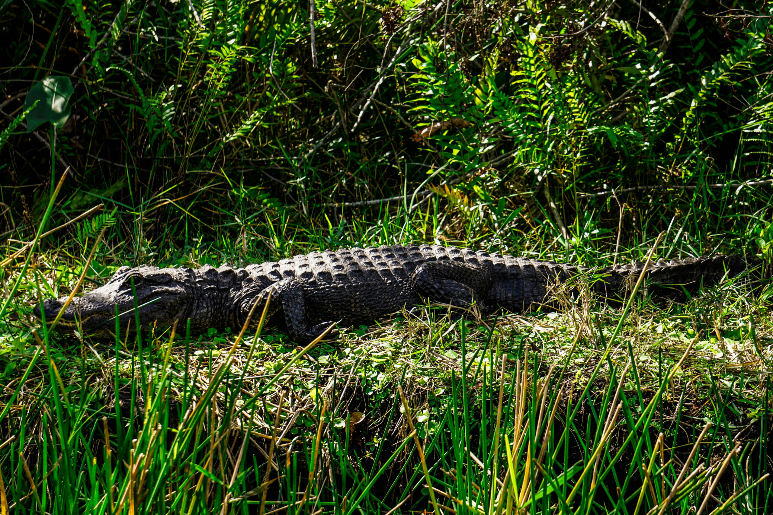 A crocodile resting on the grass near a marsh.